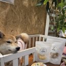 댕가앤쿡 이미지