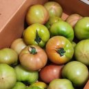 토야푸드 | 한입에 반한 찰토마토 토마토야멜롱 토마토5KG 후기