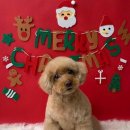 그루머솔 이미지