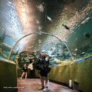 130.못골터널_2 | 상하이 아쿠아리움 수중터널 완전정리 | 상하이 해양 수족관 관람시간·아이동반 팁