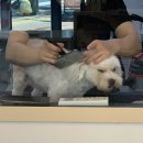 개미애견미용실 이미지