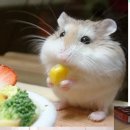 핑크고래 이미지