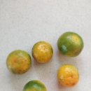 삼다감귤영농조합법인 | 새콤달콤 제주감귤 조생귤 5kg 구매 후기