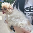 언니네 애견미용실 네이버블로그