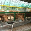 대관령 아기동물농장 이미지