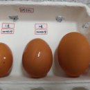 감동농장(2) 이미지