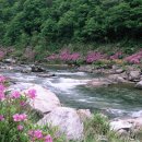 내린천약초 | 초여름 무더위 탈출! 강원도·지리산·지방계곡에서 만나는 최고의 피서 여행지 5선