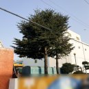 (주)수목조경 이미지