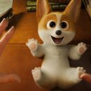 프린스 코기 이미지