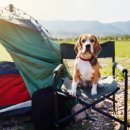 콩자반 애견유치원 이미지