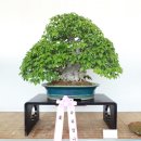 분재전시회 이미지