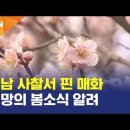 순천 선암사의 아름다운 매화 이미지