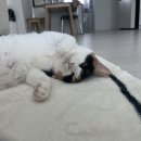 🏠 신혼집 내돈내산 셀프 인테리어