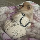 댕겨오겠습니다 | 축제 푸드앤아트페스티벌,순천 피규어샵 더쿠샵 내돈내산 드래곤볼 피규어, 현지인 로컬맛집 솔직한후기~!