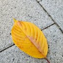 안양판교로 이미지