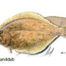 - 롱핀샌드답 Sanddab, Longfin 이미지