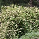 국수나무 이미지