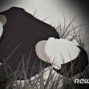 경화축사 이미지