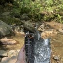 김밥나라청솔점 이미지