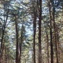 잣향기푸른숲 유아숲체험원 이미지