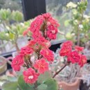 옥계남로-2 이미지