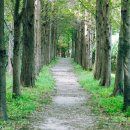 메타세콰이어길 이미지