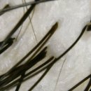 천연머리염색 세이프존 이미지