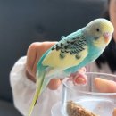 앵무새카페 이미지