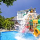 하얀허브 이미지