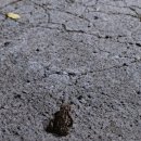 대운산자연휴양림(양산) 이미지