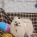 경북 영덕 애견동반여행 오봉종택 벌영리 메타세콰이어숲 대게좋은생활