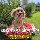 쉼 - 은평구 응암로13길 8 | 제주 쉼멍스테이 후기 ㅣ 반려견과 함께 머물기 좋은 제주 애견펜션, 조심까지 완벽!