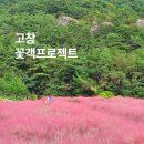 꽃개 하우스 | 전주 근교 가볼만한곳 고창 꽃객프로젝트 핑크뮬리