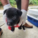 오수의과동물병원 이미지