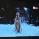 애월류가 이미지