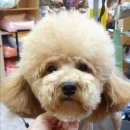 참좋은애견미용실 이미지