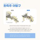 포레스트(4rest) 동물메디컬센터 | 강아지 AAI(환축추 아탈구) 수술 및 재활 후기 [24시 노아동물메디컬센터 진료케이스]