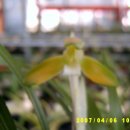 아침이슬 이미지