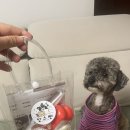 캉스펫 | 미용과정 영상 보내주는 상동역 강아지미용 캉스펫 (당일예약, 야간예약 가능)