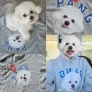 초심가든 | 롤로랄라 내새끼 클래식 후드티 내돈내산 구매후기