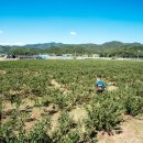 호국농장 이미지