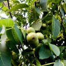 호두나무펜션 이미지