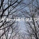 사슴나무