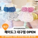 도그앤 패션브랜드 | [공지] 대구에도 떴다 프리미엄 애견 편집숍 헤이도그
