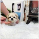 펫퍼스트 24시 강아지분양 고양이분양 파주운정점 | 파주강아지분양 추천, 펫퍼스트 24시 강아지분양 고양이분양 파주운정점 후기^^