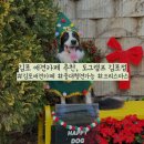 루시호텔 | [오늘도 루시랑,] 김포 애견카페 중대형견가능,도그캠프 김포점🐾