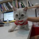 민트동물병원 이미지