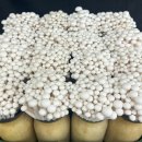 백마편의점 이미지