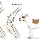 신탄진 동물병원 이미지
