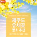 레드페이스제주